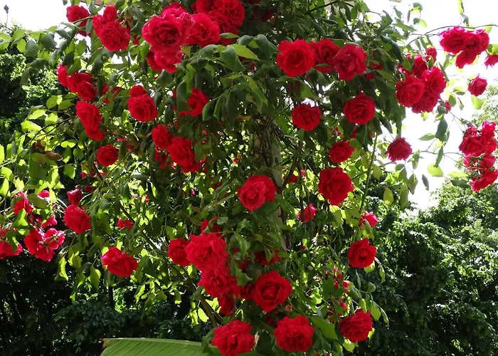 Excelsior 로카르노